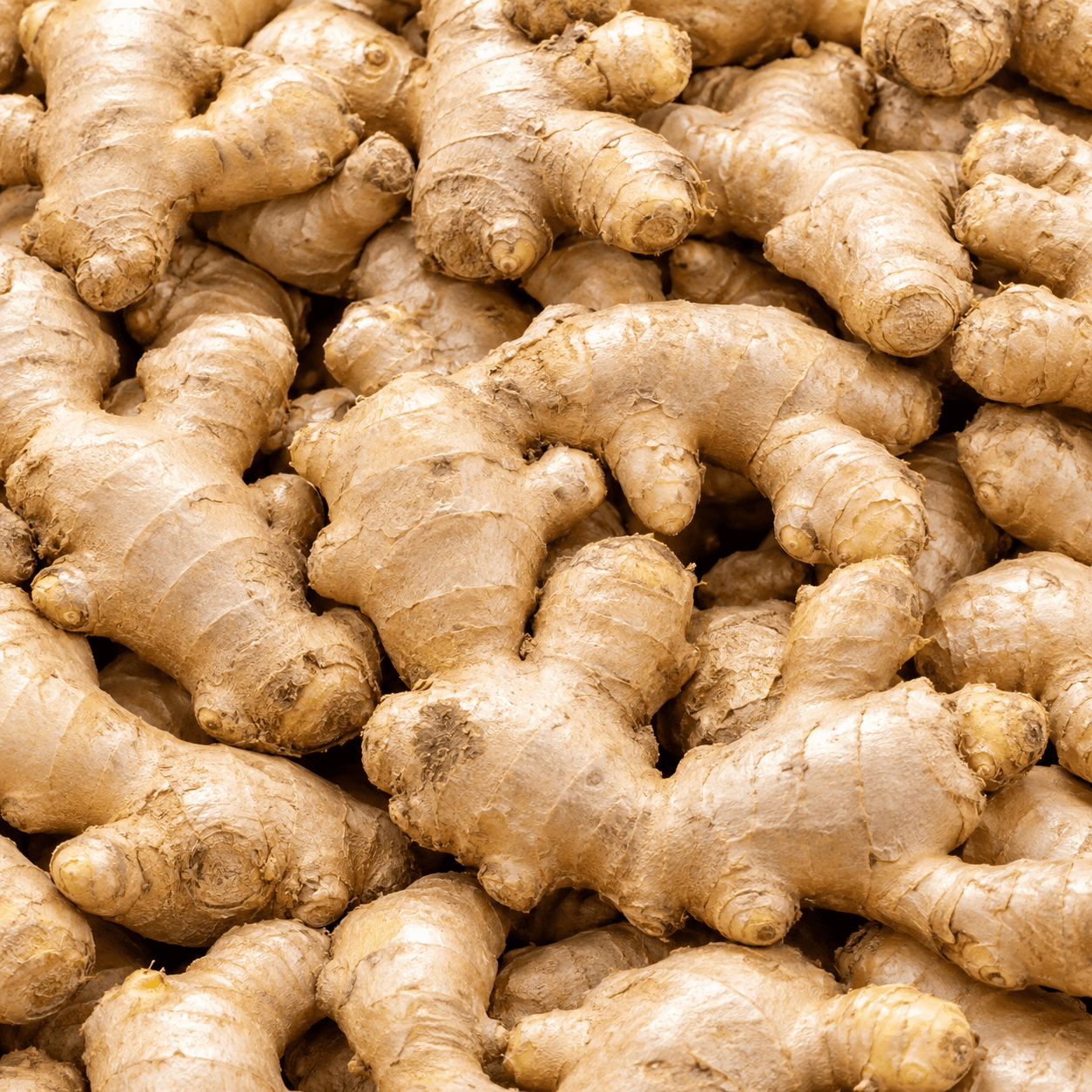 Fresh turmeric