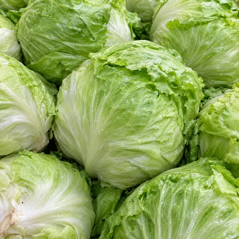 Cabbage