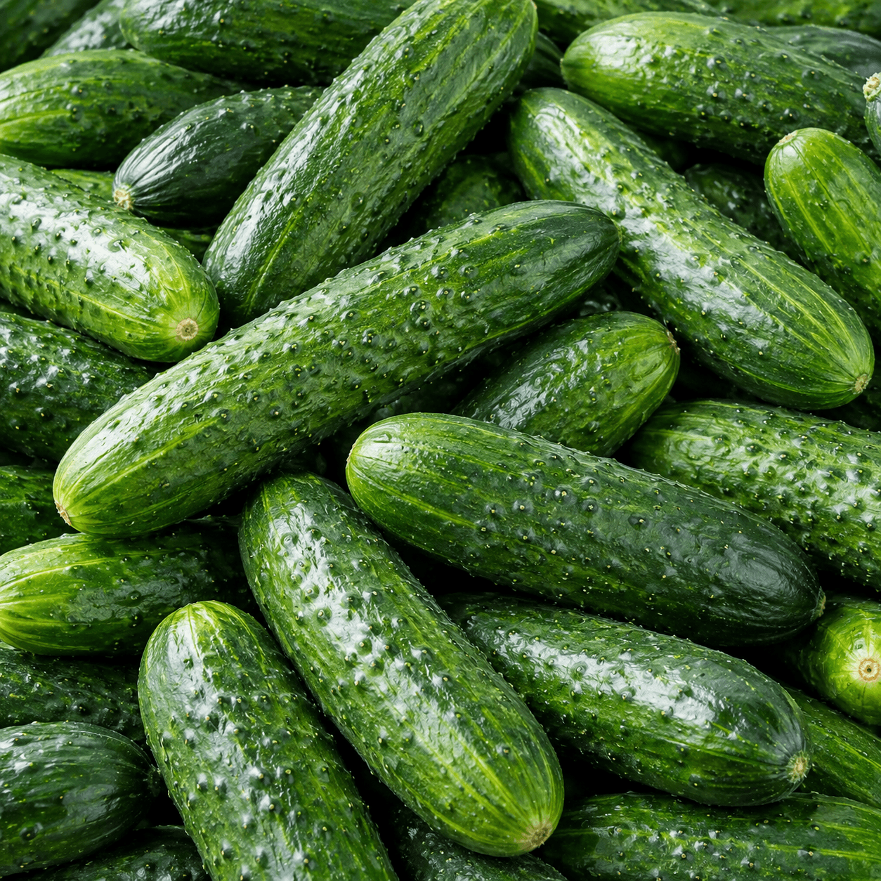 Cucumber