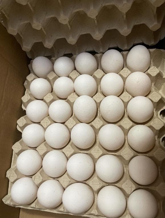 Egg