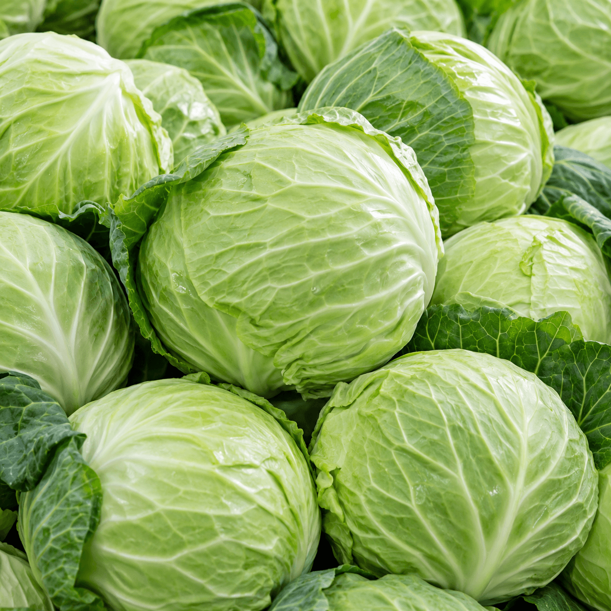 Iceberg lettuce