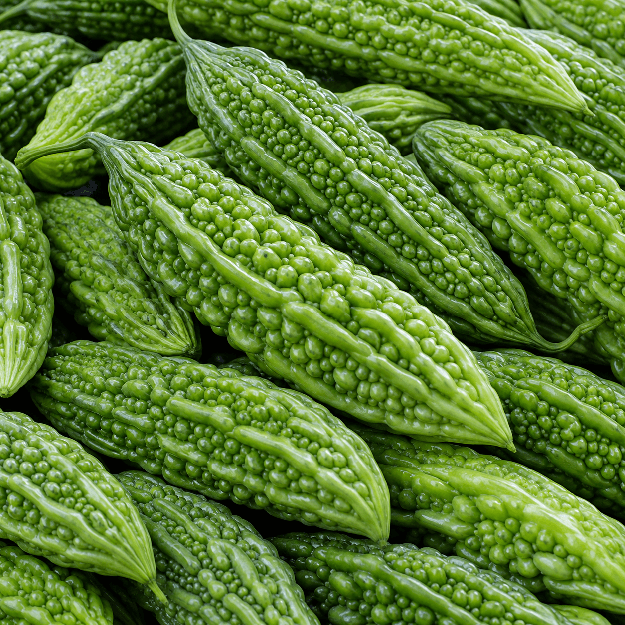 Ampalaya